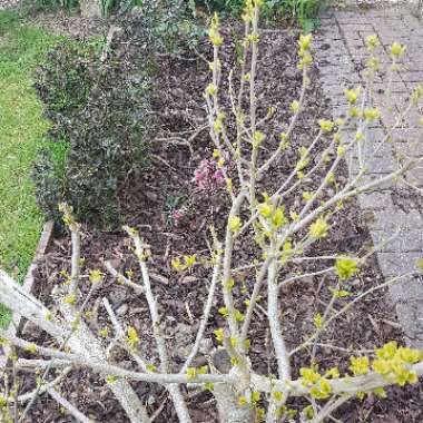 Joanna's garden
