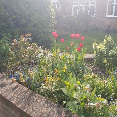 Joanna's garden