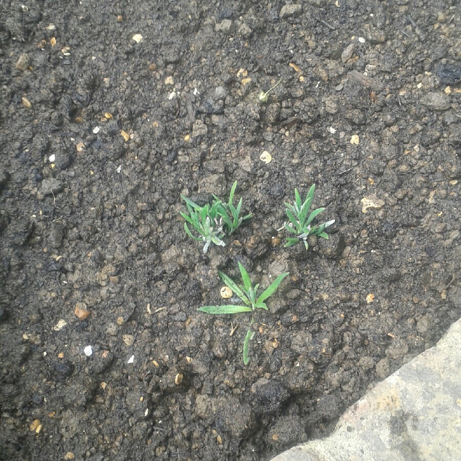plant image 82084