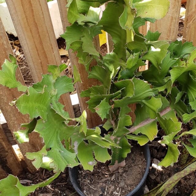 plant image 1042576