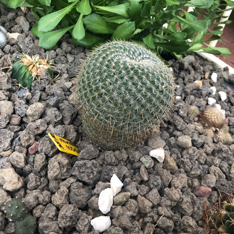 Plant image Mammillaria muehlenpfordtii syn. Mammillaria neopotosina, Mammillaria celsiana