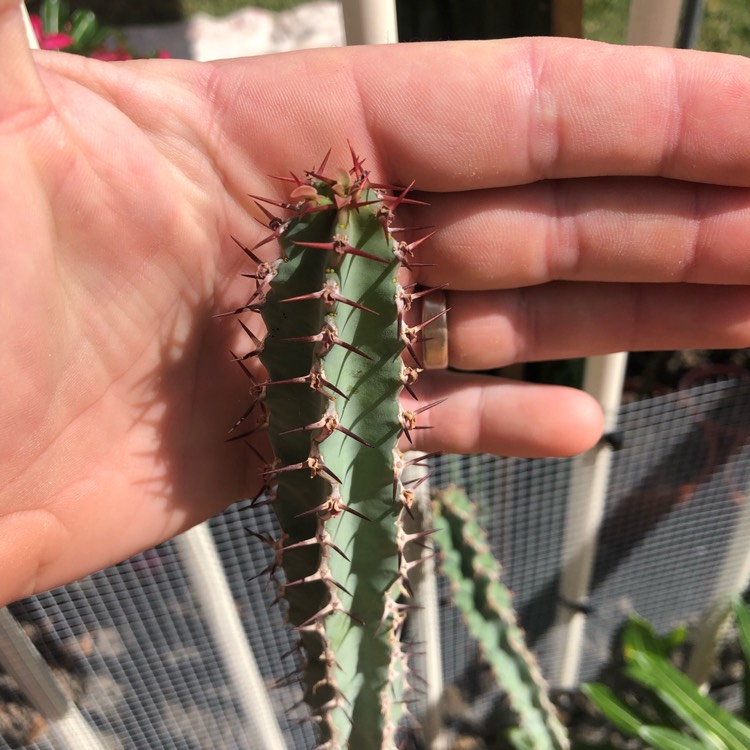 plant image 1046232