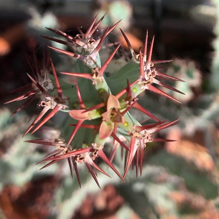 plant image 1046233