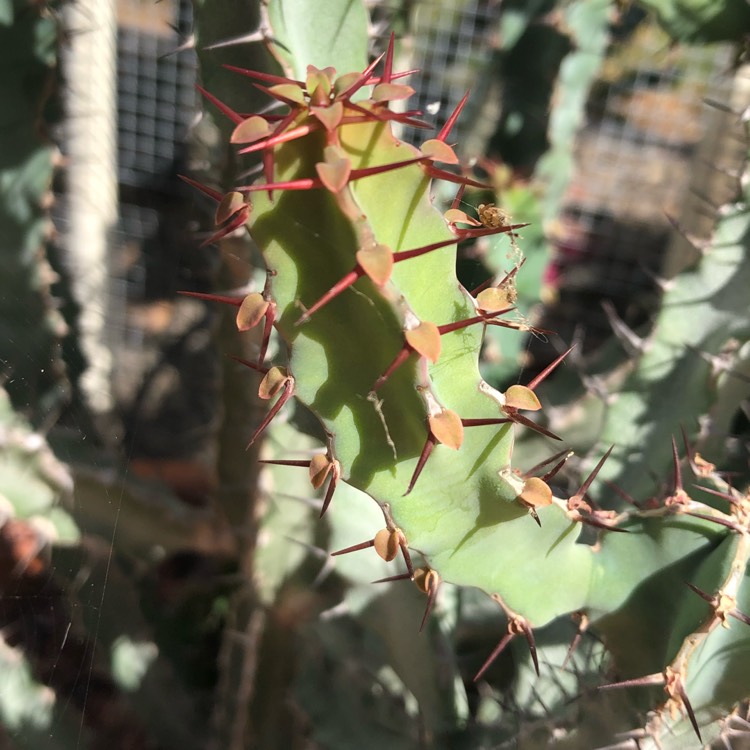 plant image 1046234