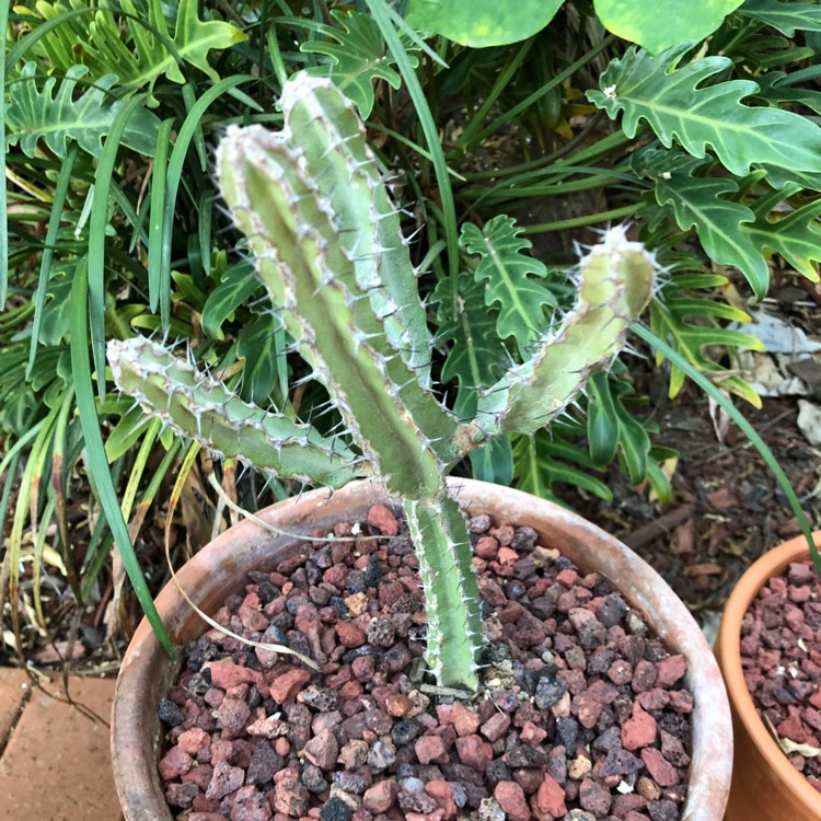 plant image 1066019