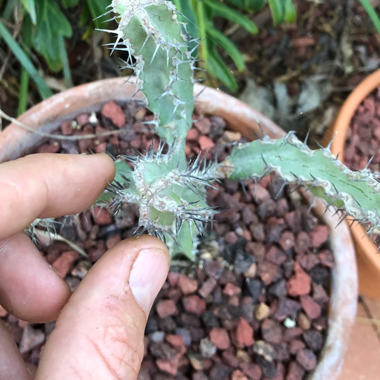 plant image 1066020