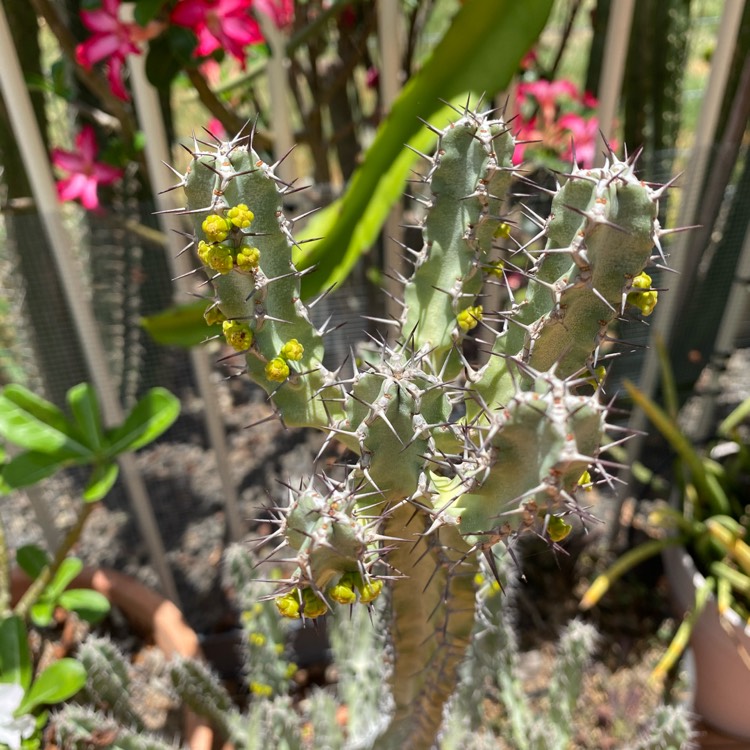 plant image 1417460