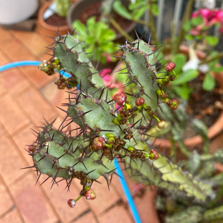 plant image 1428029