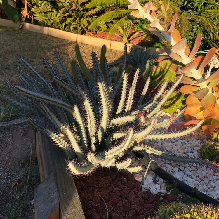 plant image 785886