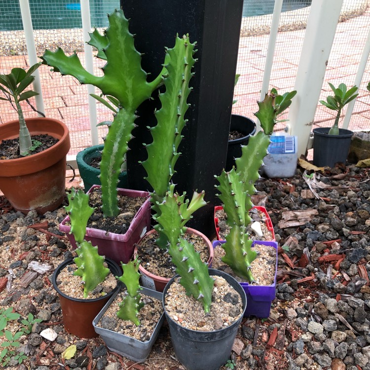 Plant image Euphorbia Lactea