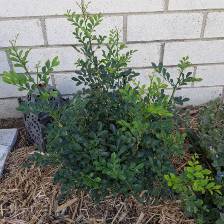 plant image 1129637