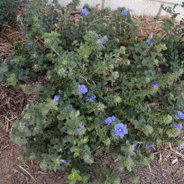 Salvia 'Blue Eyes'
