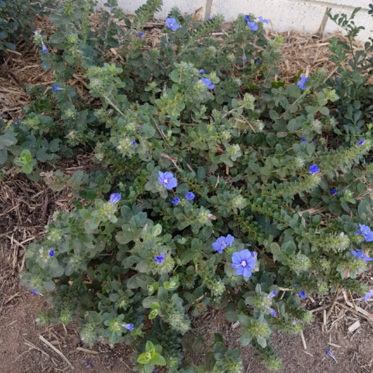 Plant image Salvia muirii 'Blue Eyes'
