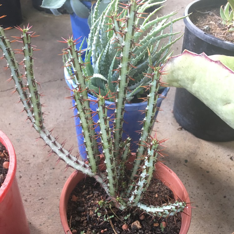 Plant image Euphorbia aeruginosa 'Schweick'