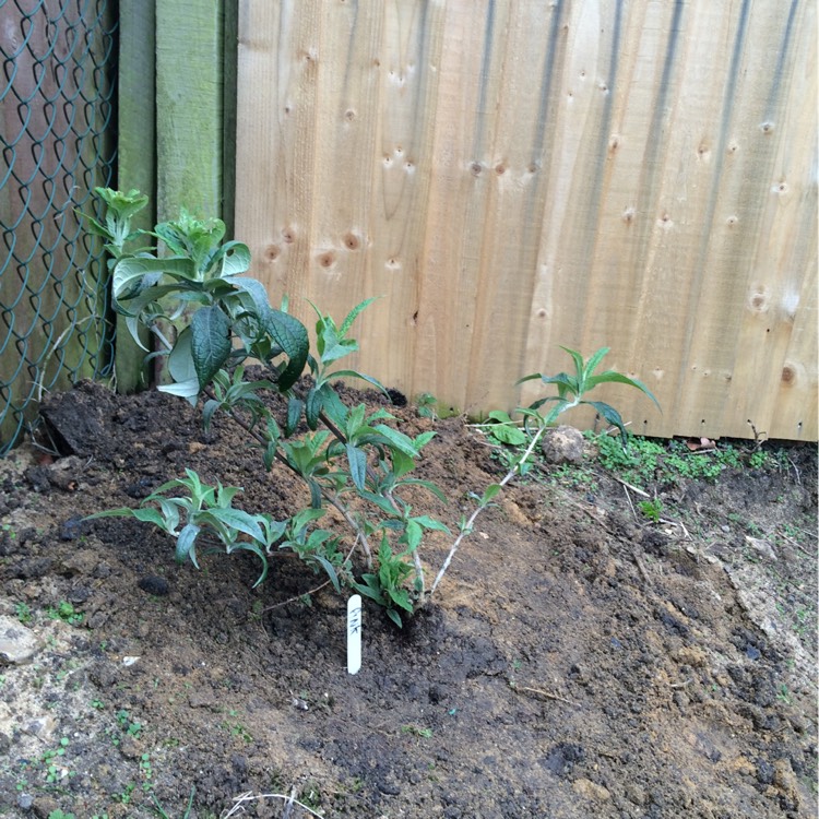 plant image 329505