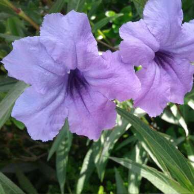 Ruellia 'Purple Showers'