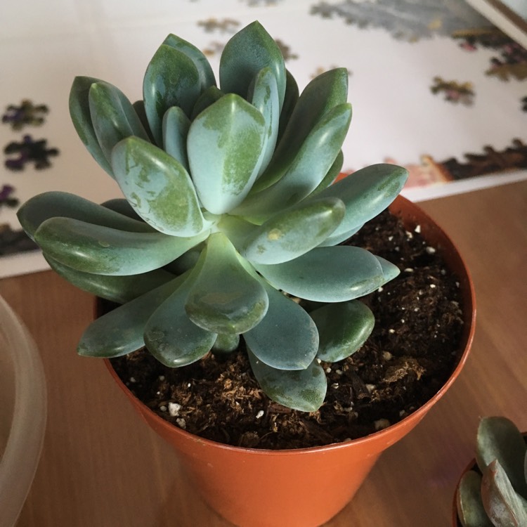 Plant image x Pachyveria Claire