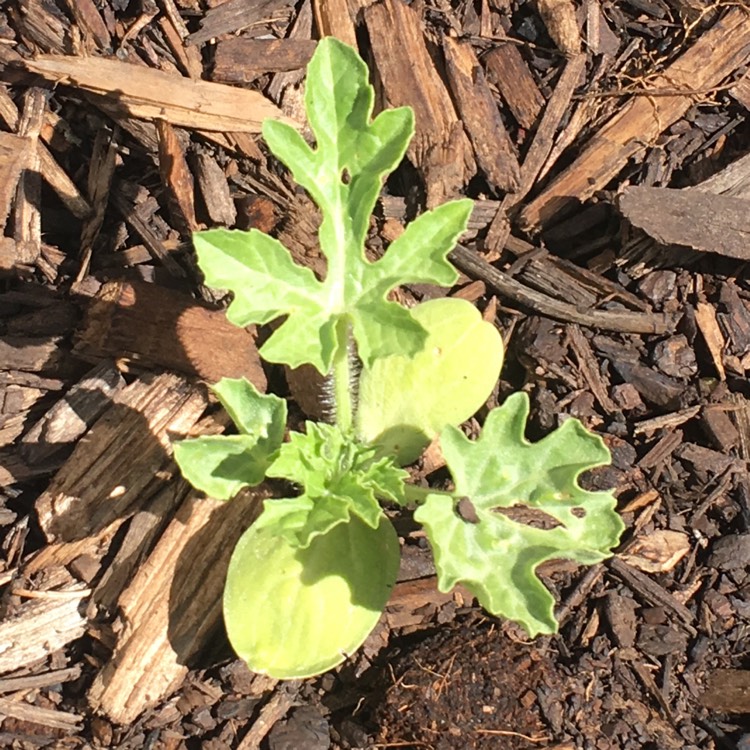 Plant image Citrullus Lanatus 'Sugar Baby'