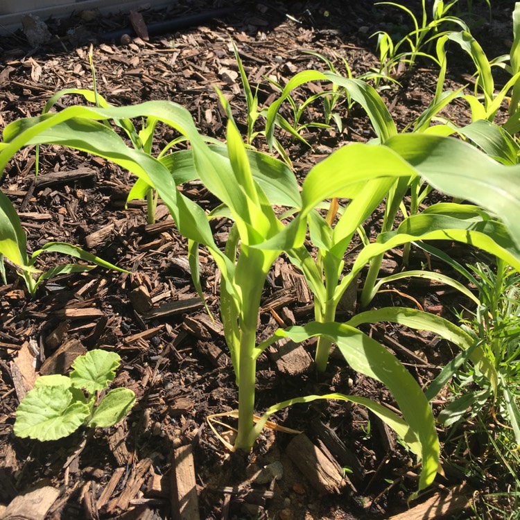 Plant image Zea mays 'Golden Bantam'