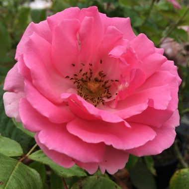 Rosa 'Bantry Bay'