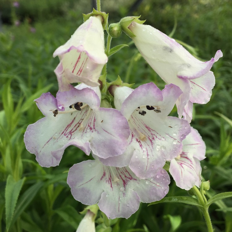 plant image 239087