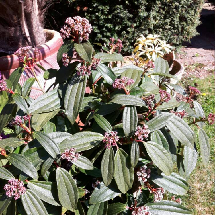 Plant image Viburnum davidii
