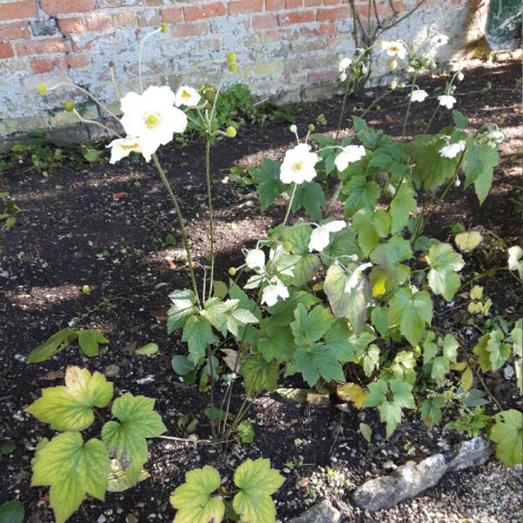 Plant image Anemone Hupehensis var. japonica 'Alba'