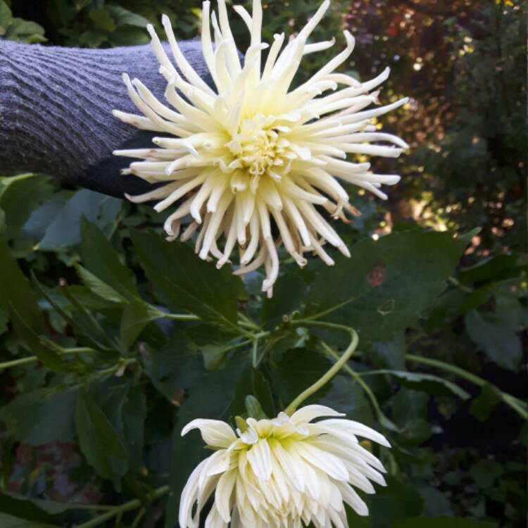 plant image 546457