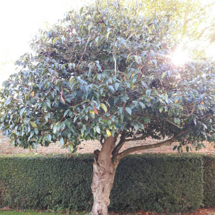 Plant image Prunus lusitanica 'Angustifolia'