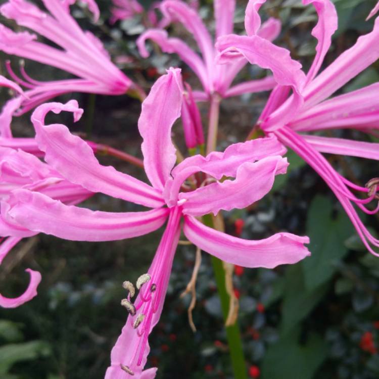 Plant image x Amarine tubergenii Belladiva Series syn. x Amarine 'Belladiva'