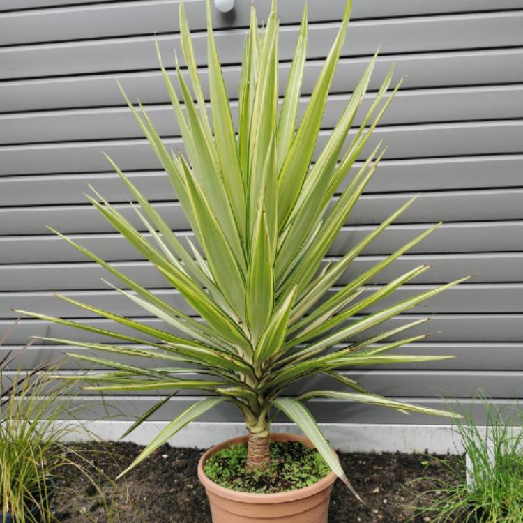Plant image Yucca elephantipes 'Variegata'