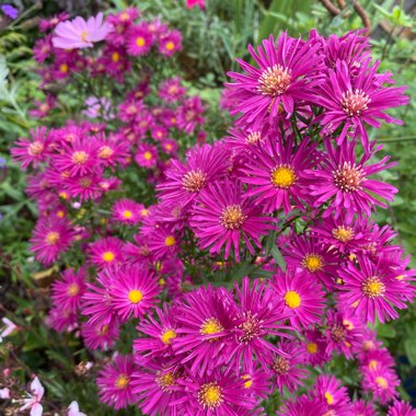 Josie's garden