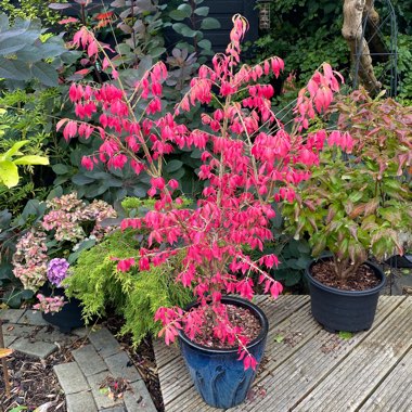 Josie's garden