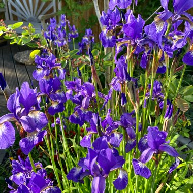 Josie's garden