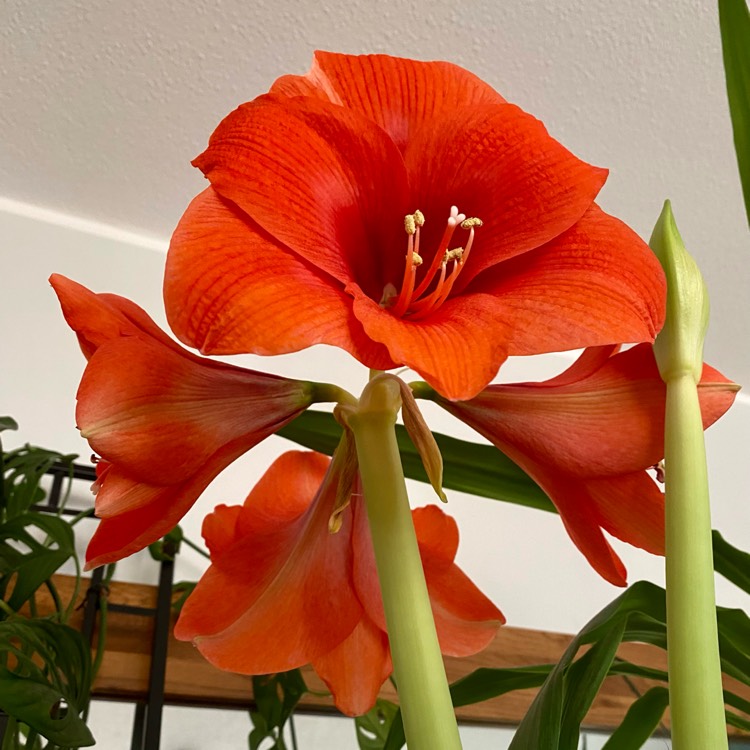 plant image 1644613