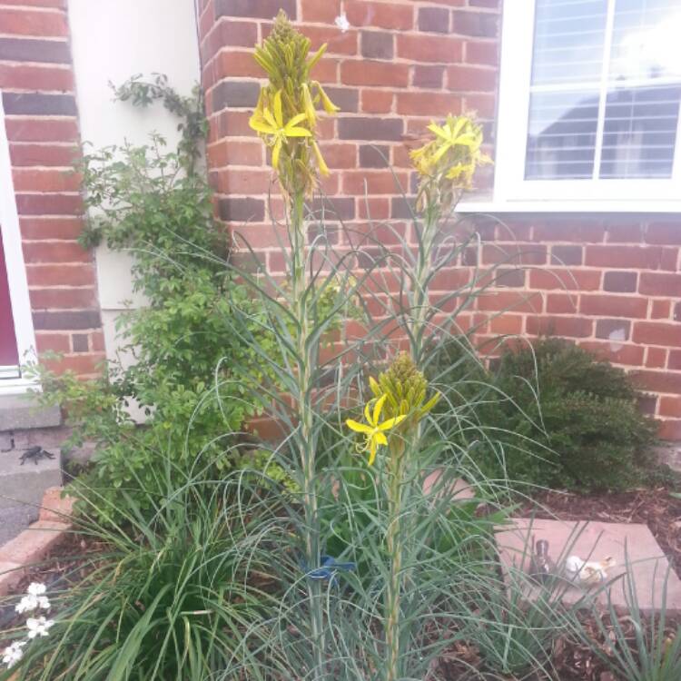 Plant image Asphodeline lutea syn. Asphodeline flava ; Asphodelus luteus