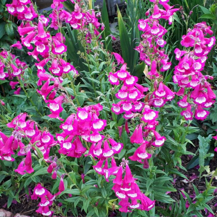 Plant image Penstemon 'Great Witley'