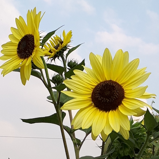 Plant image Helianthus 'Tall Lemon'