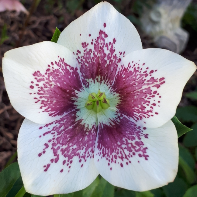 Plant image Helleborus x hybridus 'White Lady Spotted' (Lady Series)