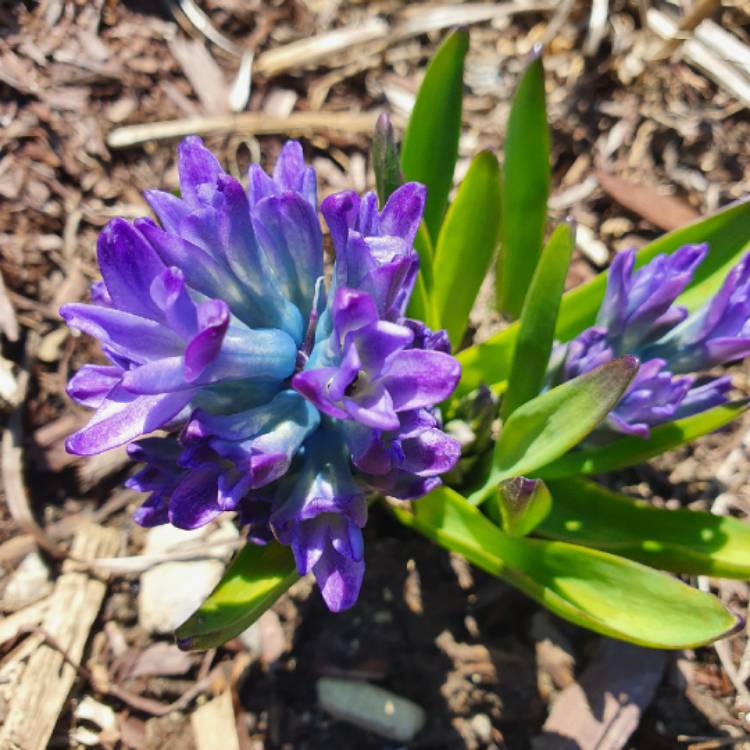 plant image 1286131 plant image 1286131