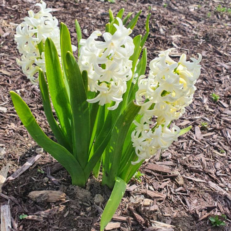 plant image 1302759 plant image 1302759