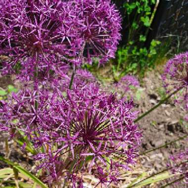 Allium 'Purple Sensation'