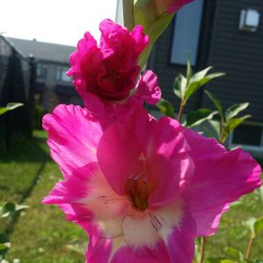Gladiolus