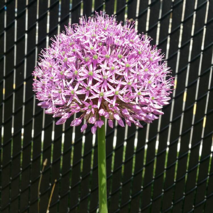 plant image 716559 plant image 716559