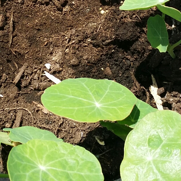 plant image 721691 plant image 721691