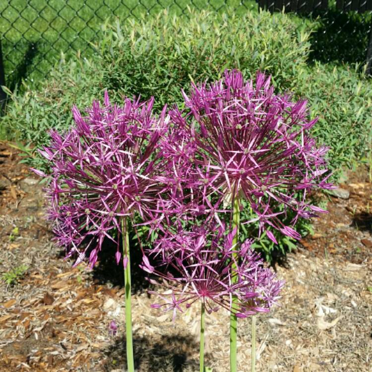 plant image 726155 plant image 726155