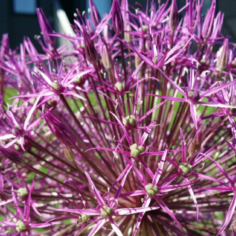 plant image 737640 plant image 737640