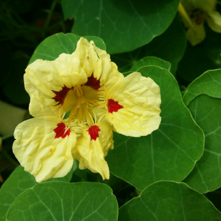 plant image 831720 plant image 831720