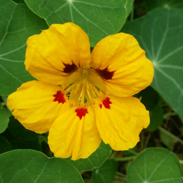plant image 831723 plant image 831723