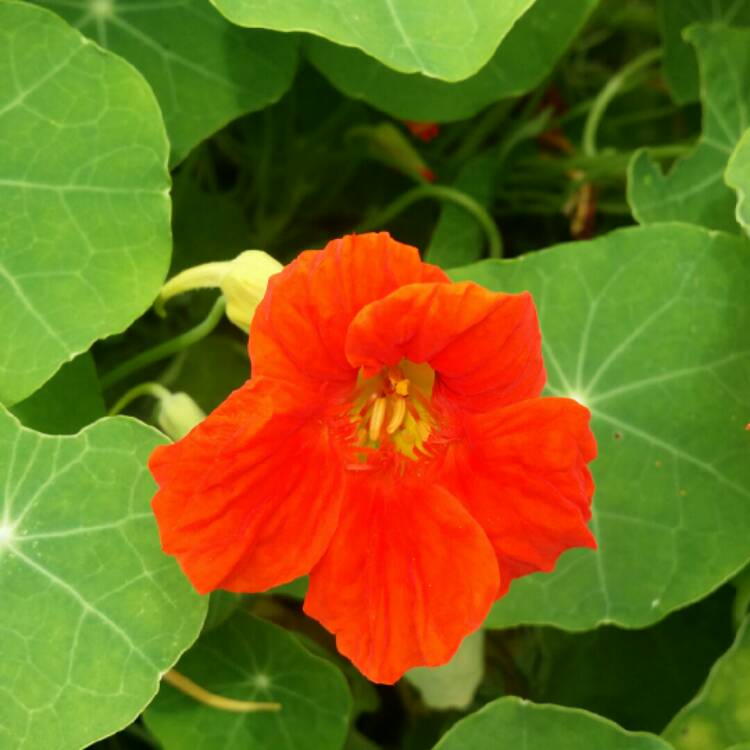 plant image 831724 plant image 831724